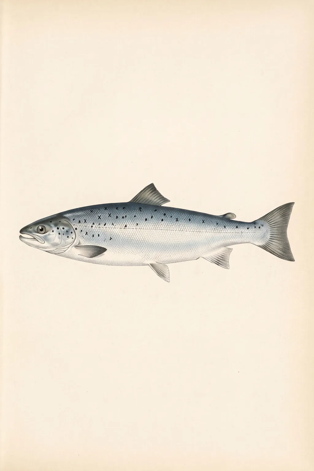Silver Run: atlantic salmon