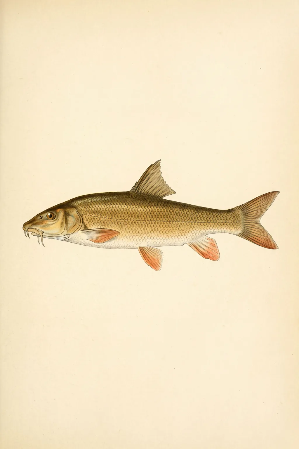 Gravel Run: barbel