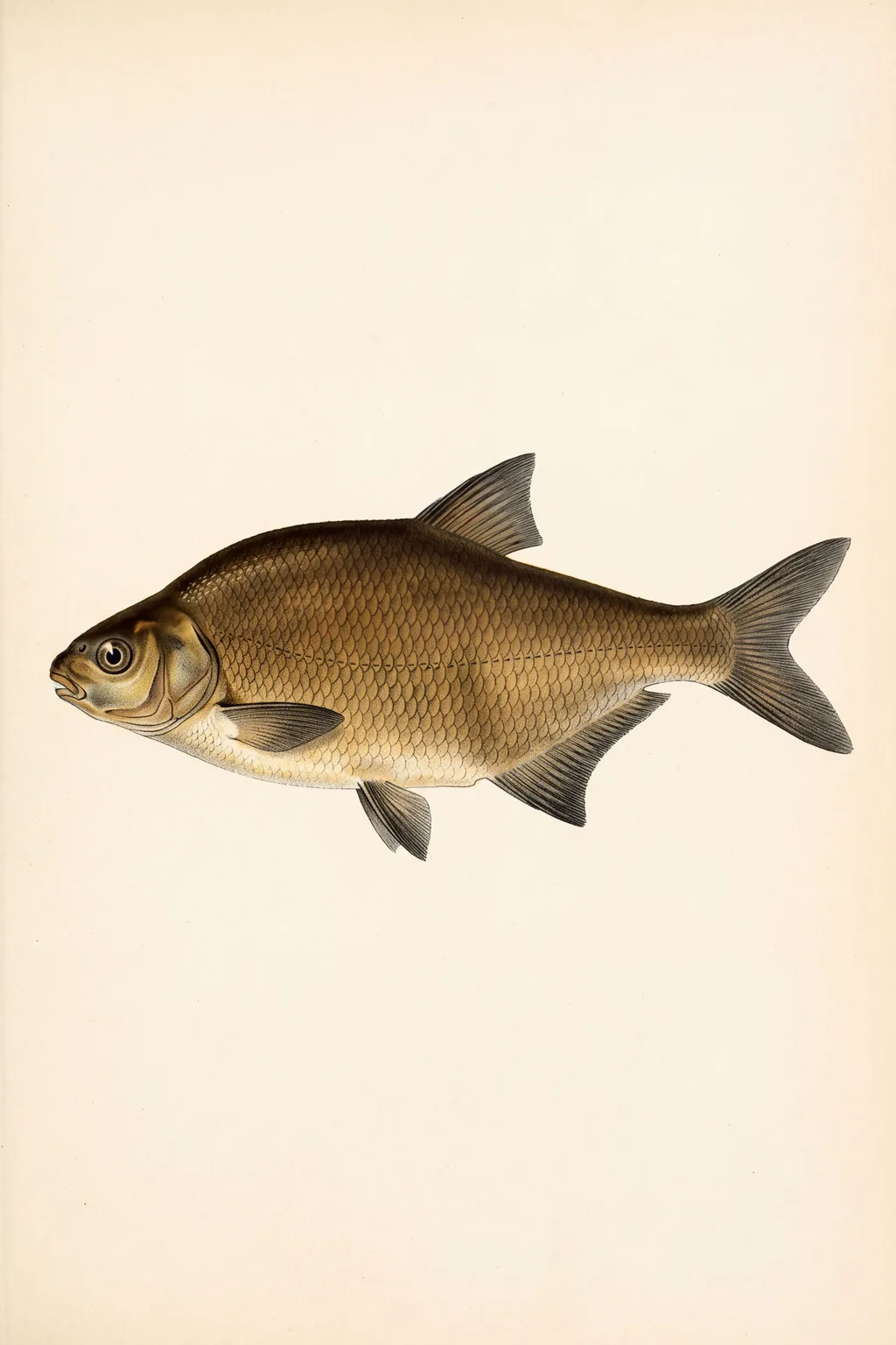 Bronze Slab: bream