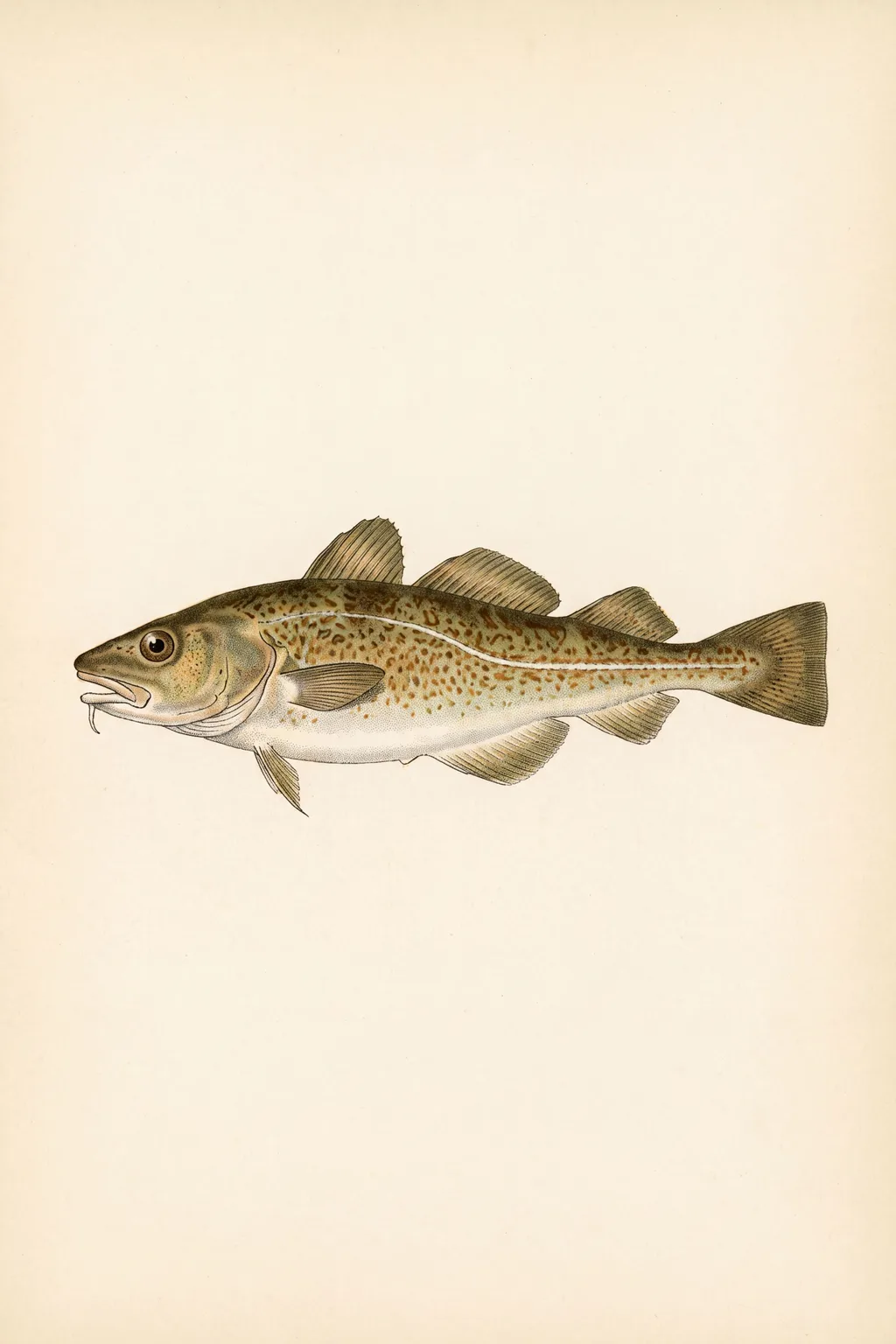 Winter Cod: cod
