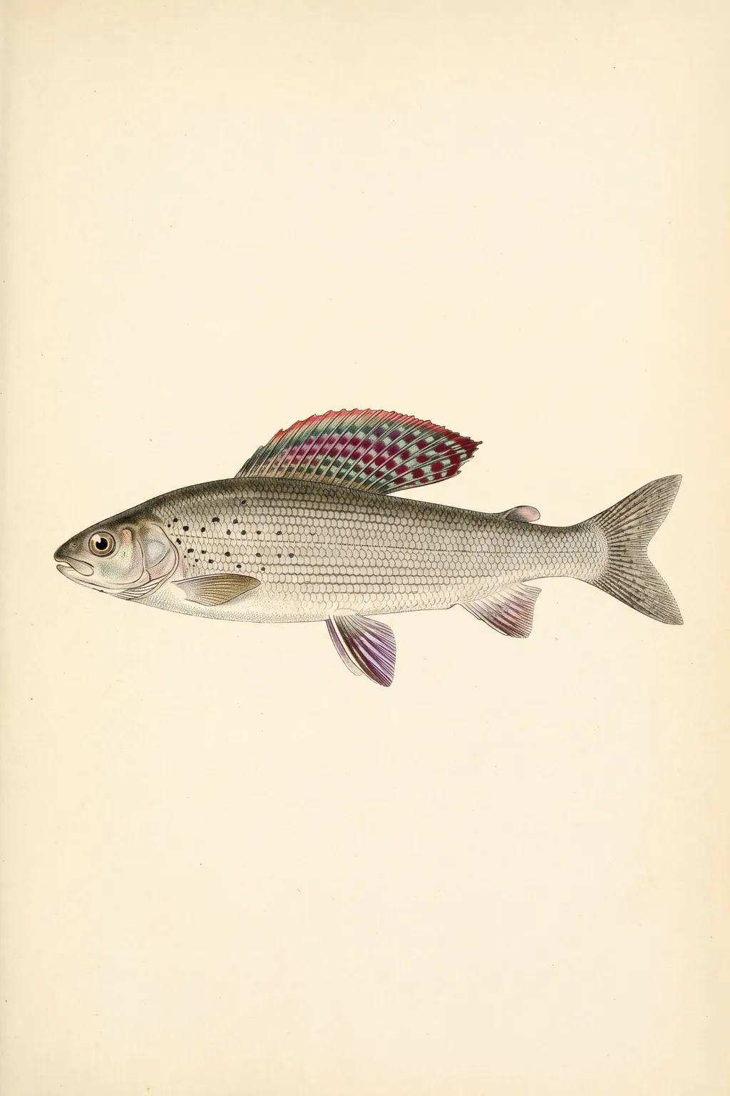 Lady of the Stream: grayling