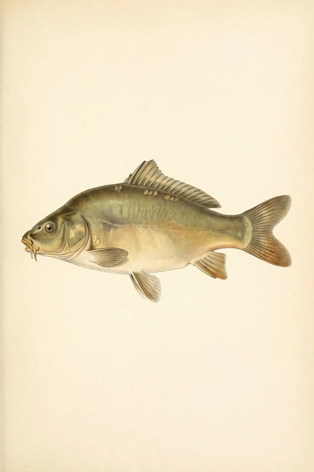 Smooth as Leather: leather carp