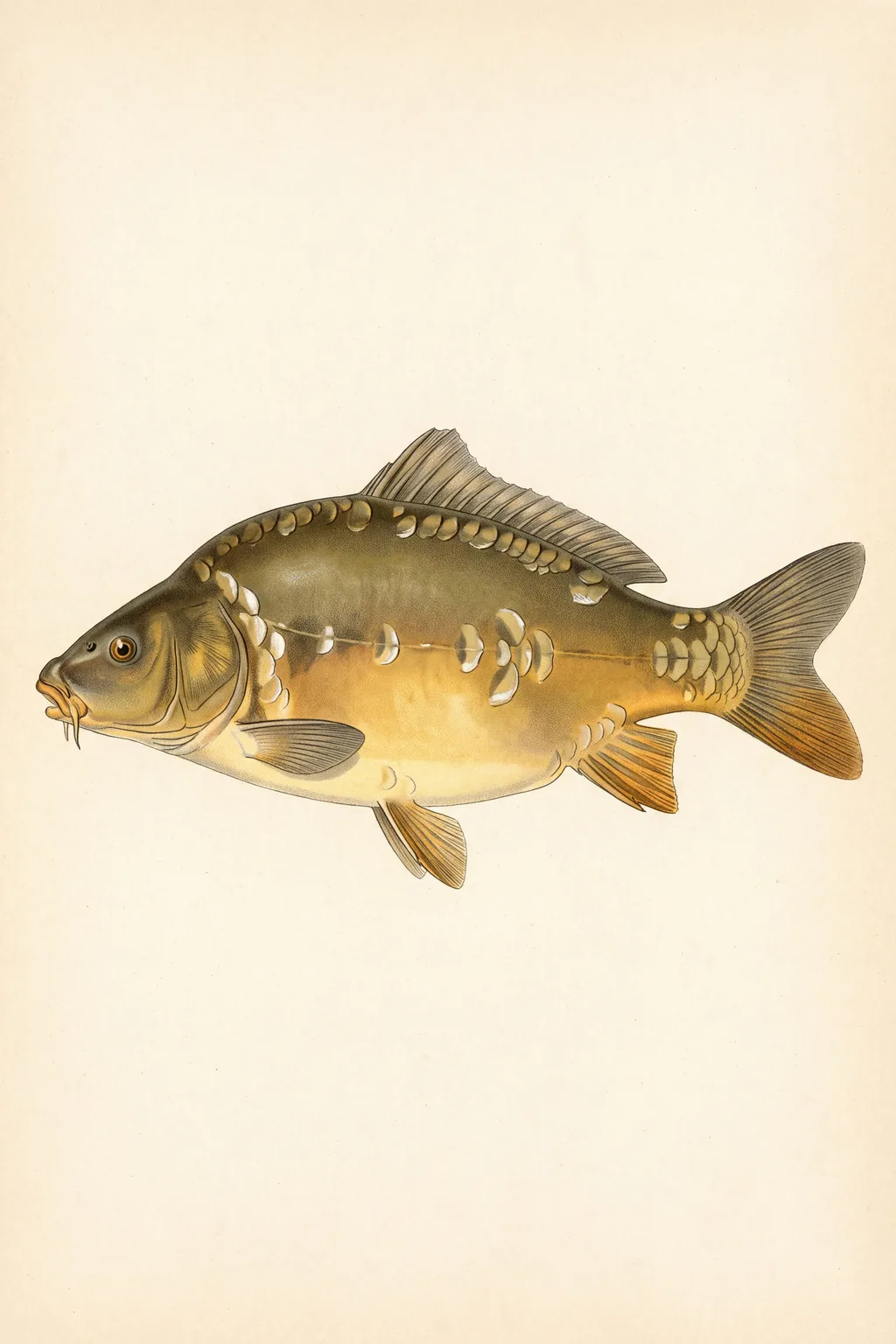 Scattered Scales: mirror carp