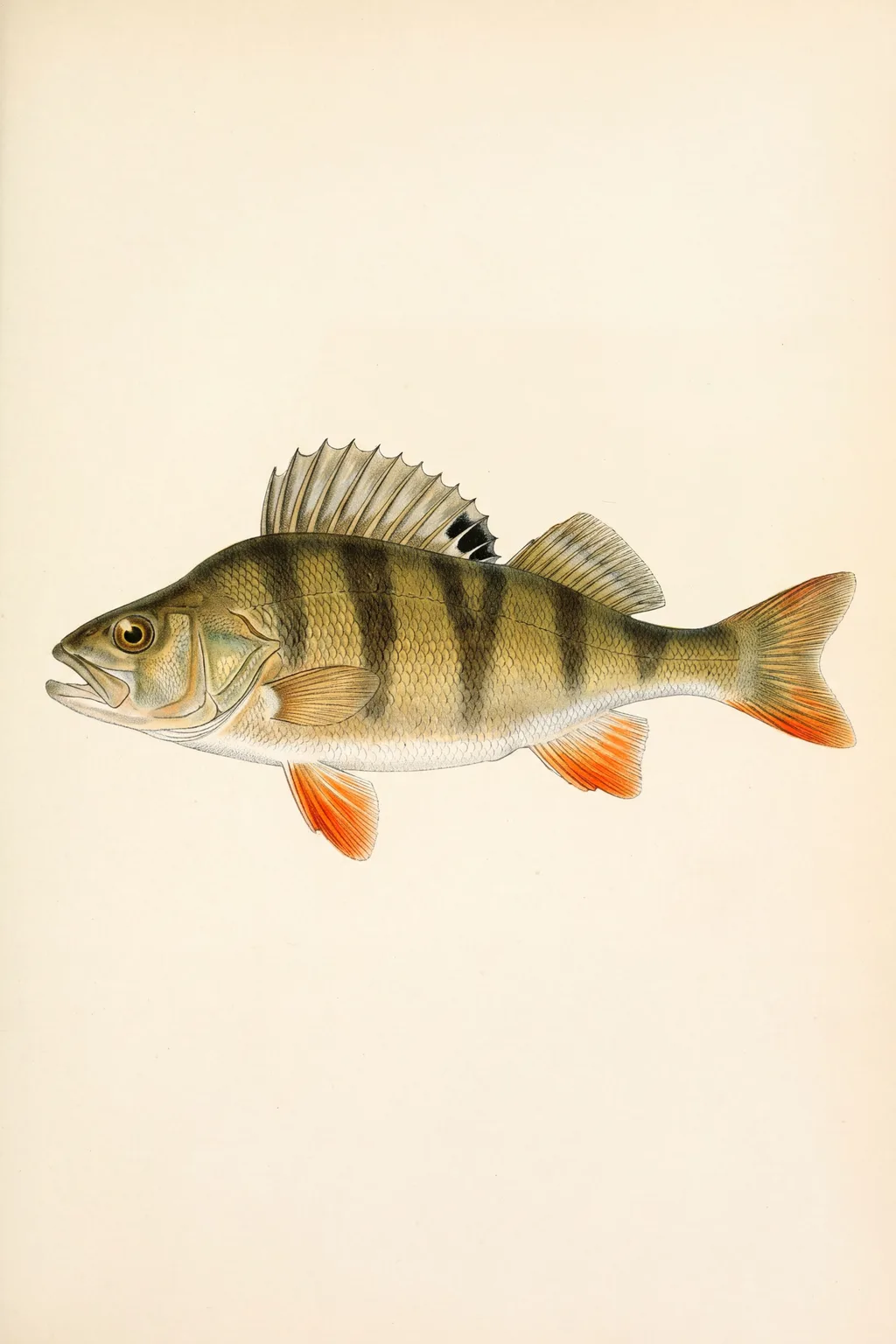 Old Stripey: perch