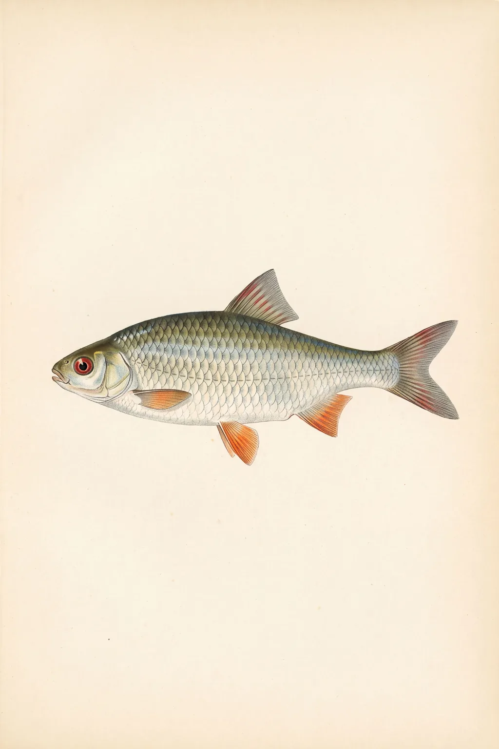 Red Eye: roach