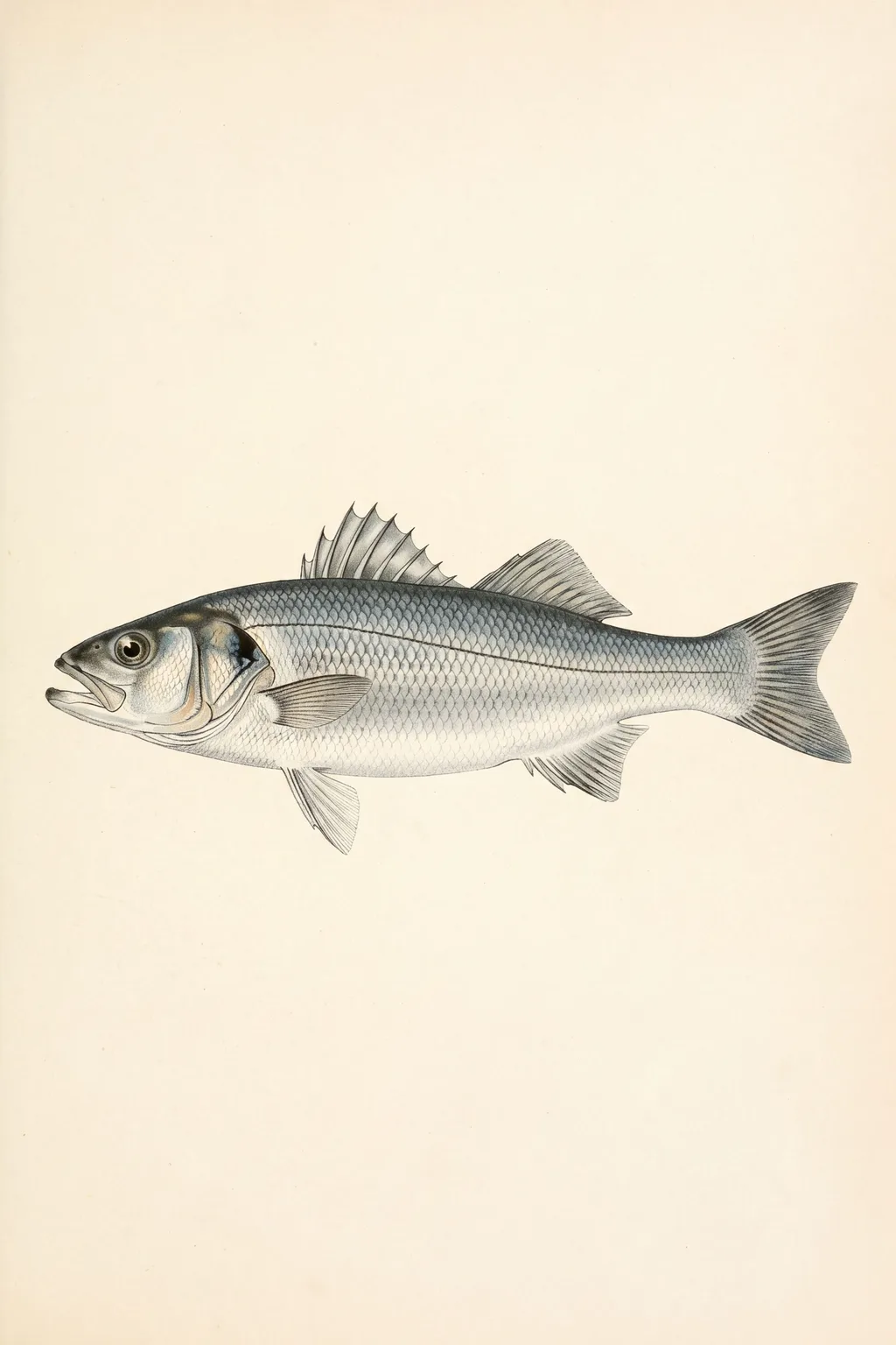 The Silver Bar: sea bass