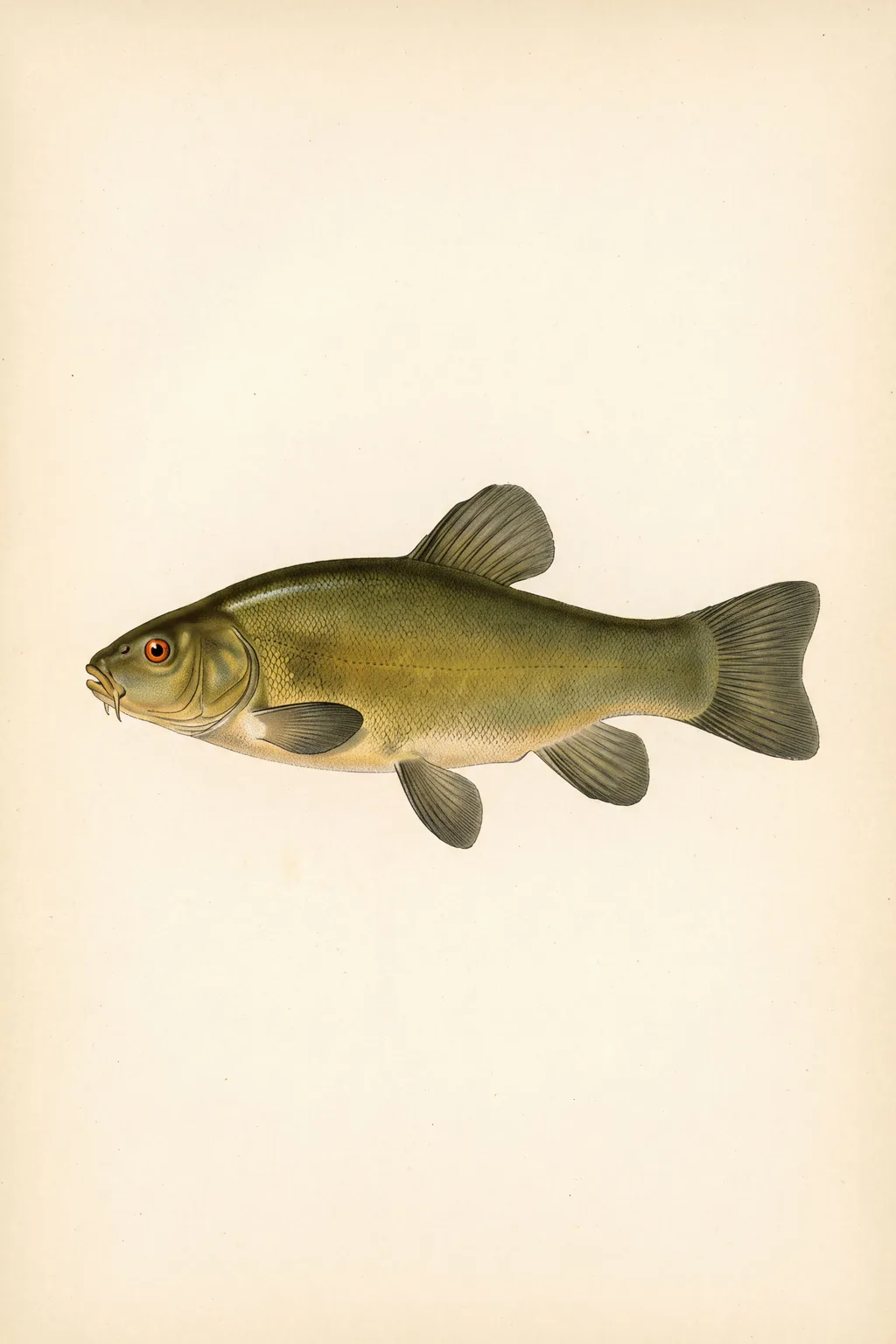 Green and Gold: tench